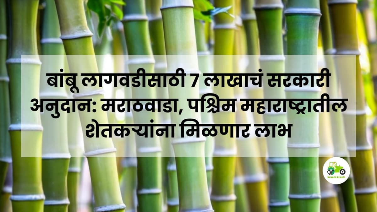 बांबू लागवडीसाठी ७ लाखाचं सरकारी अनुदान: मराठवाडा, पश्चिम महाराष्ट्रातील शेतकऱ्यांना मिळणार लाभ