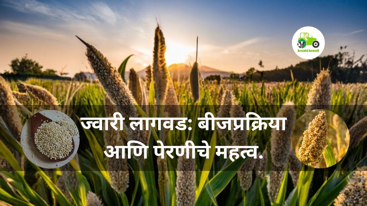 ज्वारी लागवड: बीजप्रक्रिया आणि पेरणीचे महत्व.