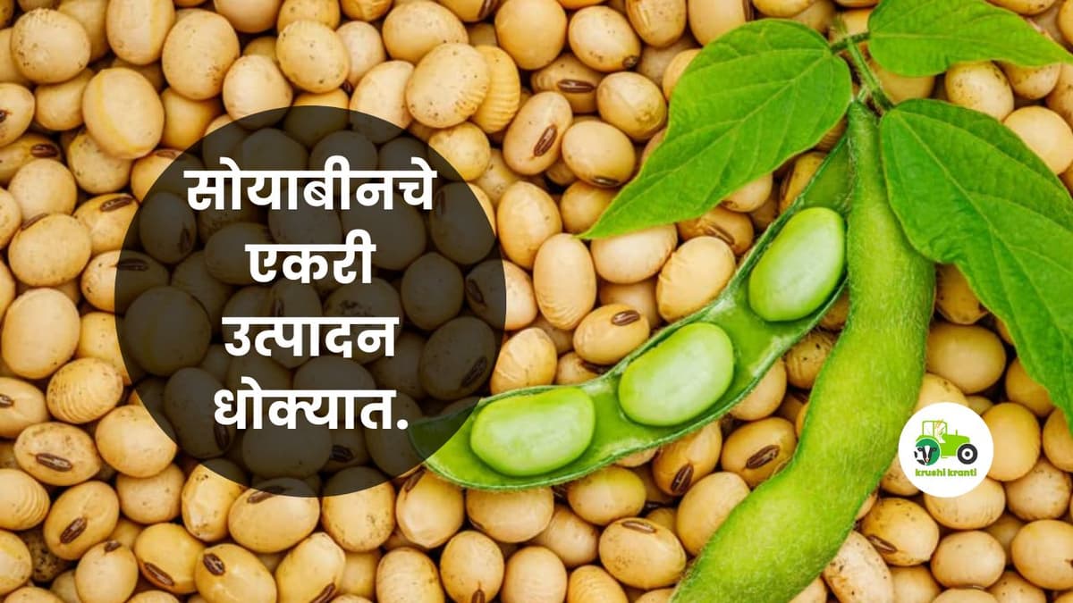 Soybean Production : सोयाबीनचे एकरी उत्पादन धोक्यात.