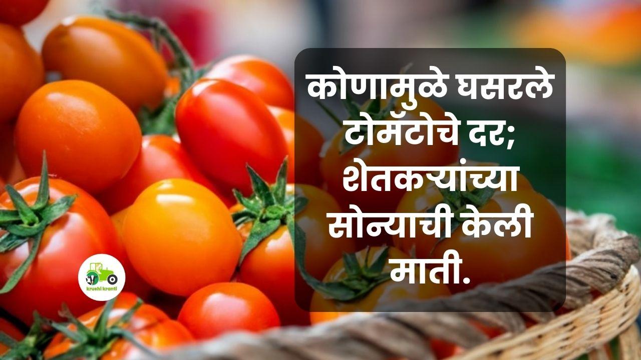 Tomato Rate: कोणामुळे घसरले टोमॅटोचे दर ; शेतकऱ्यांच्या सोन्याची केली माती.