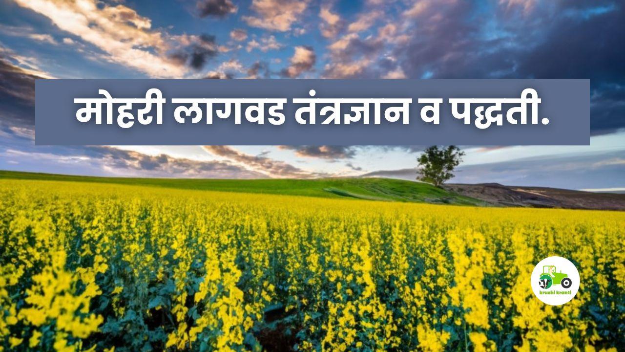 Mustard Cultivation; मोहरी लागवड तंत्रज्ञान व पद्धती.