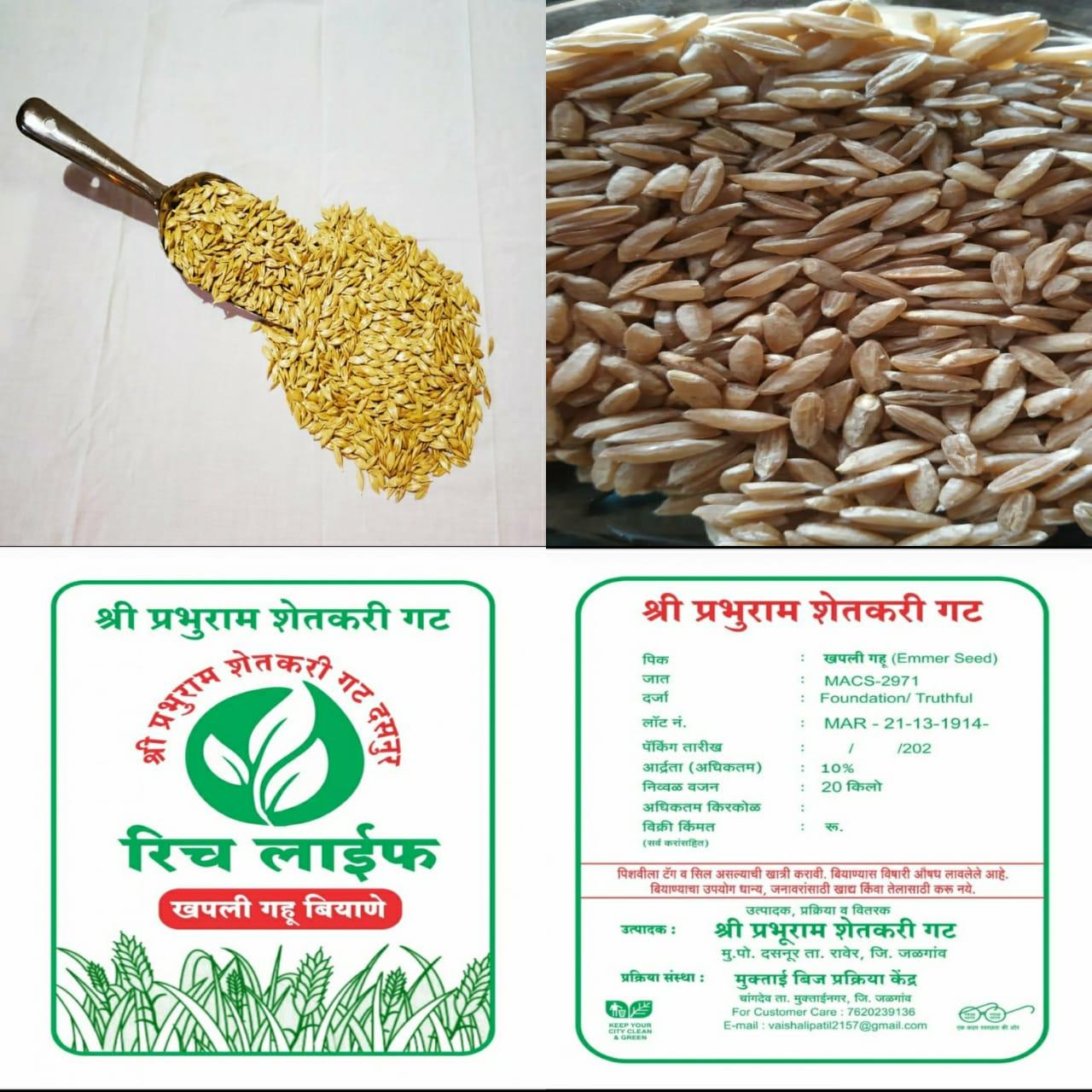 खपली गहू बियाणे विक्रीसाठी उपलब्ध