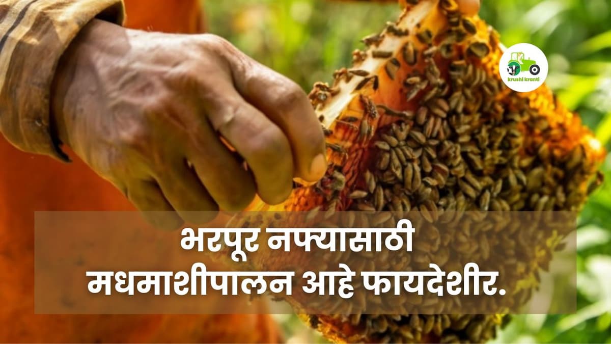 भरपूर नफ्यासाठी मधमाशीपालन आहे फायदेशीर.