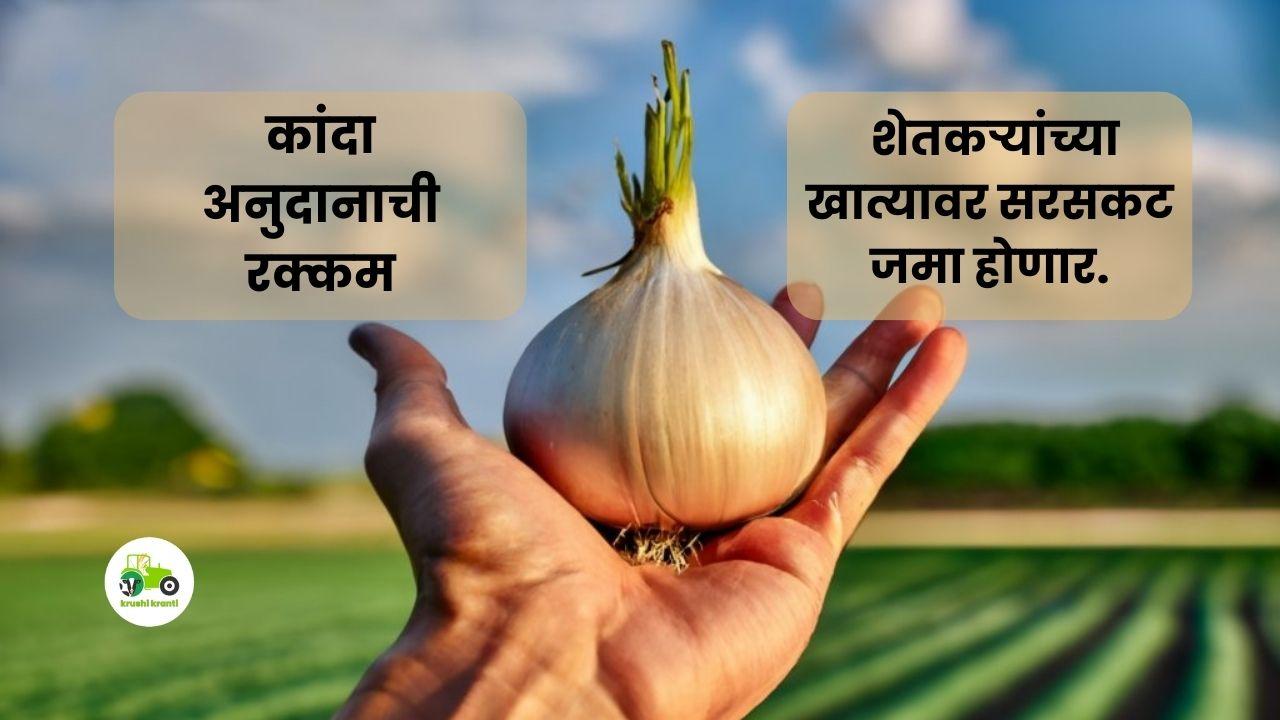 Onion subsidy : कांदा अनुदानाची रक्कम शेतकर्‍यांच्या खात्यावर सरसकट जमा होणार. 