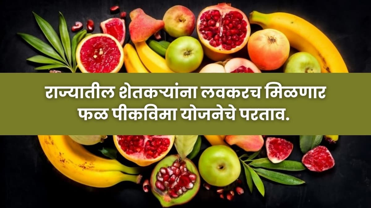 Fruit Crop Insurance : राज्यातील शेतकऱ्यांना लवकरच मिळणार फळ पीकविमा योजनेचे परताव.