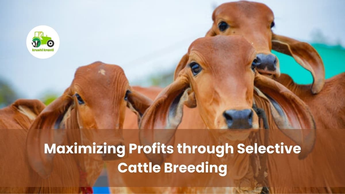 Dairy Farming: Maximizing Profits through Selective Cattle Breeding