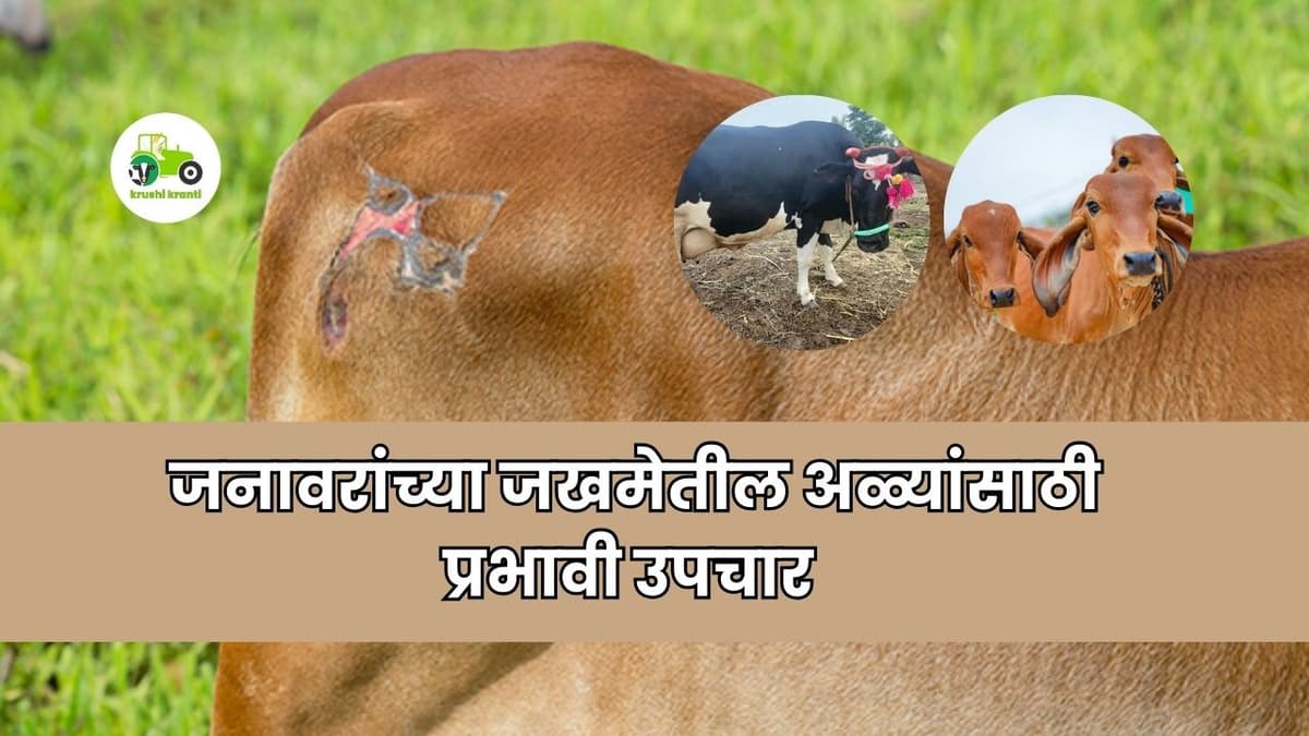Animal Care : जनावरांच्या जखमेतील अळ्यांसाठी प्रभावी उपचार