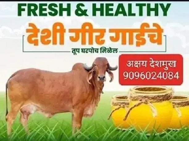 गीर गायीचे ओरिजनल शुद्ध तूप मिळेल