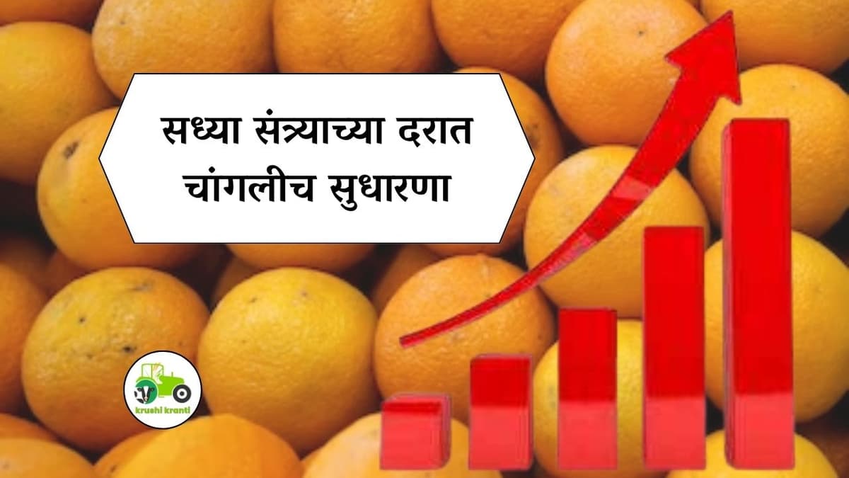 Orange Rate : सध्या संत्र्याच्या दरात चांगलीच सुधारणा