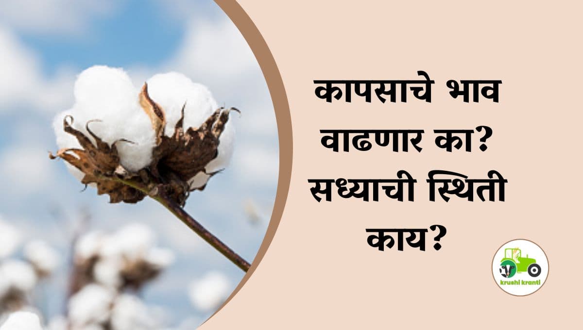 Cotton Market : कापसाचे भाव वाढणार का? सध्याची स्थिती काय?