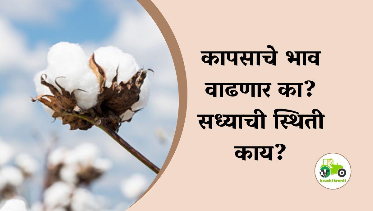 Cotton Market :  कापसाचे भाव वाढणार का? सध्याची स्थिती काय?