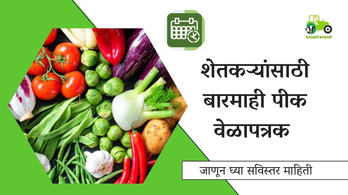 Crop Schedule : शेतकऱ्यांसाठी बारमाही पीक वेळापत्रक