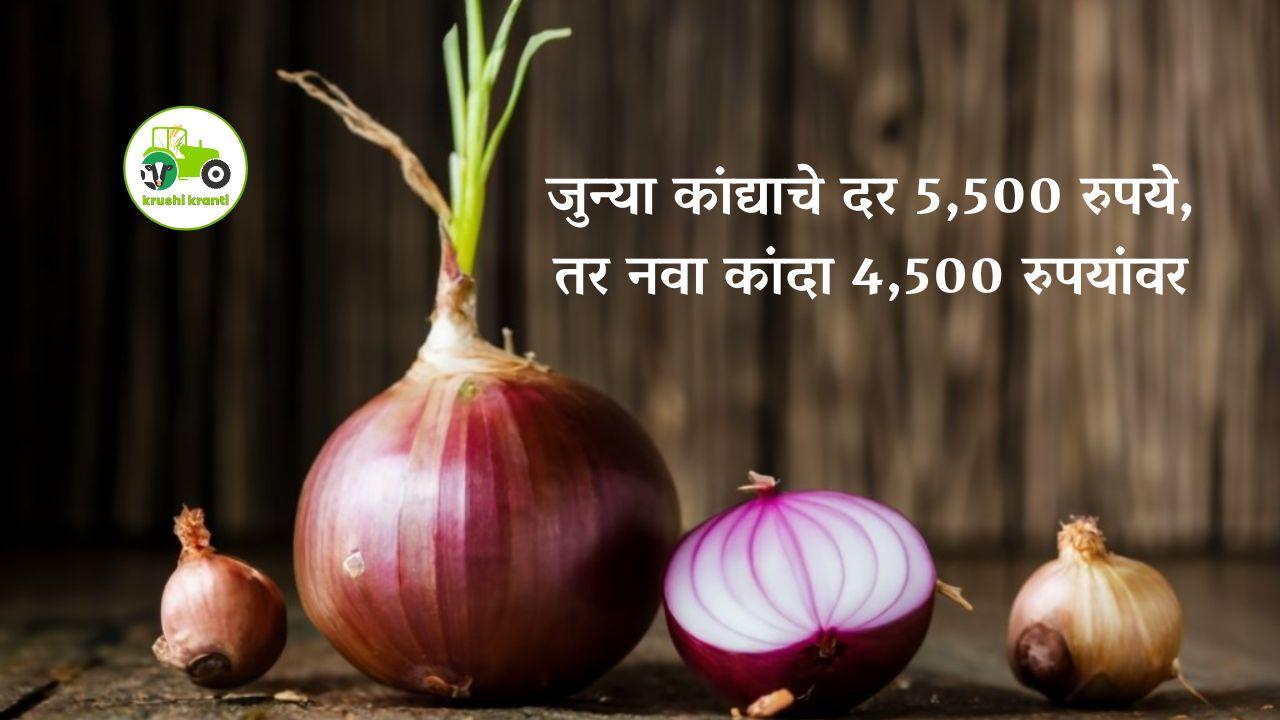 Onion Market : जुन्या कांद्याचे दर 5,500 रुपये, तर नवा कांदा 4,500 रुपयांवर