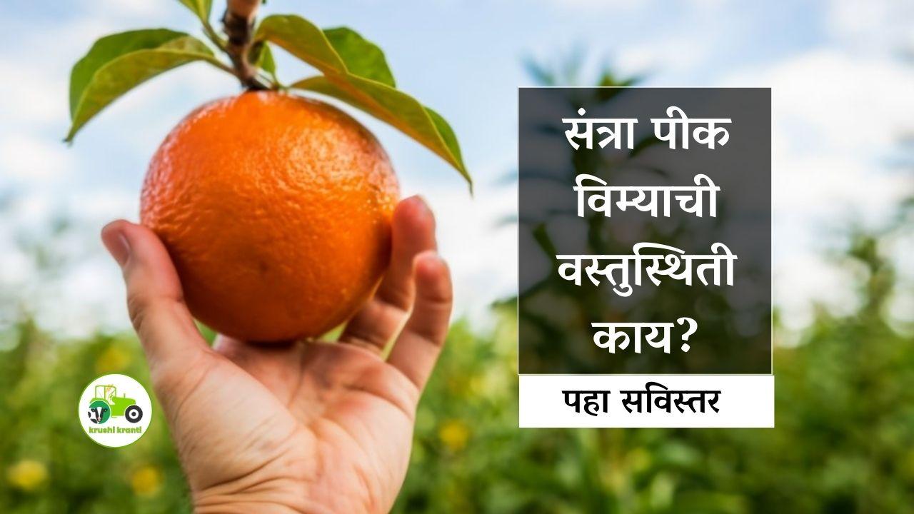 Orange Crop Insurance : संत्रा पीक विमा सध्याची वस्तुस्थिती काय?