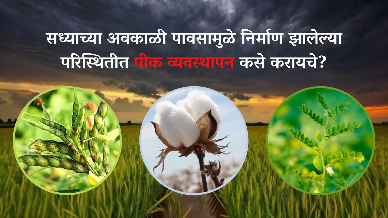 Crop Management : सध्याच्या अवकाळी पावसामुळे निर्माण झालेल्या परिस्थितील पीक व्यवस्थापन