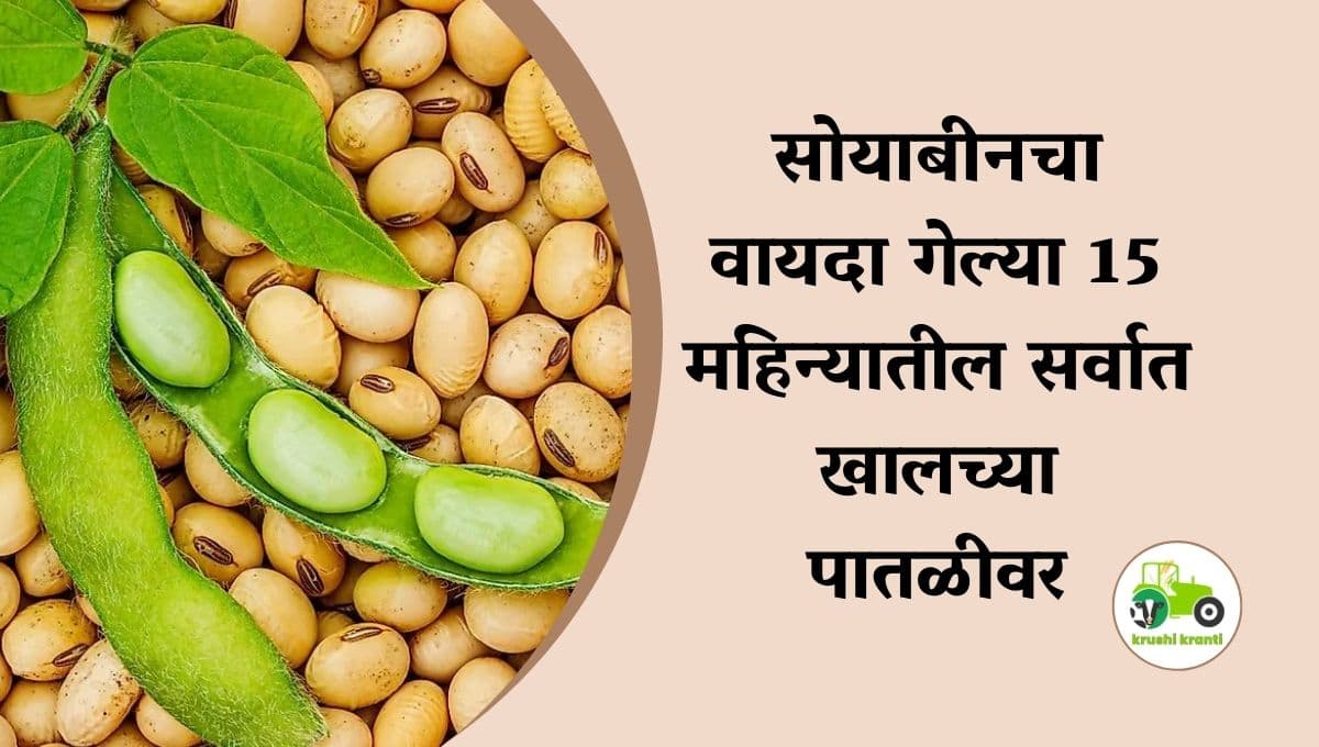 Bajarbhav : सोयाबीन आणि कापसाच्या किंमतीत लक्षणीय घट झाली आहे.