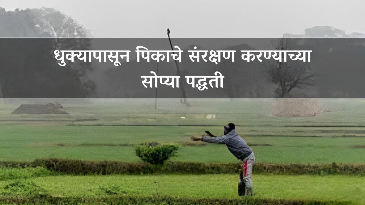 धुक्यापासून पिकाचे संरक्षण करण्याच्या सोप्या पद्धती