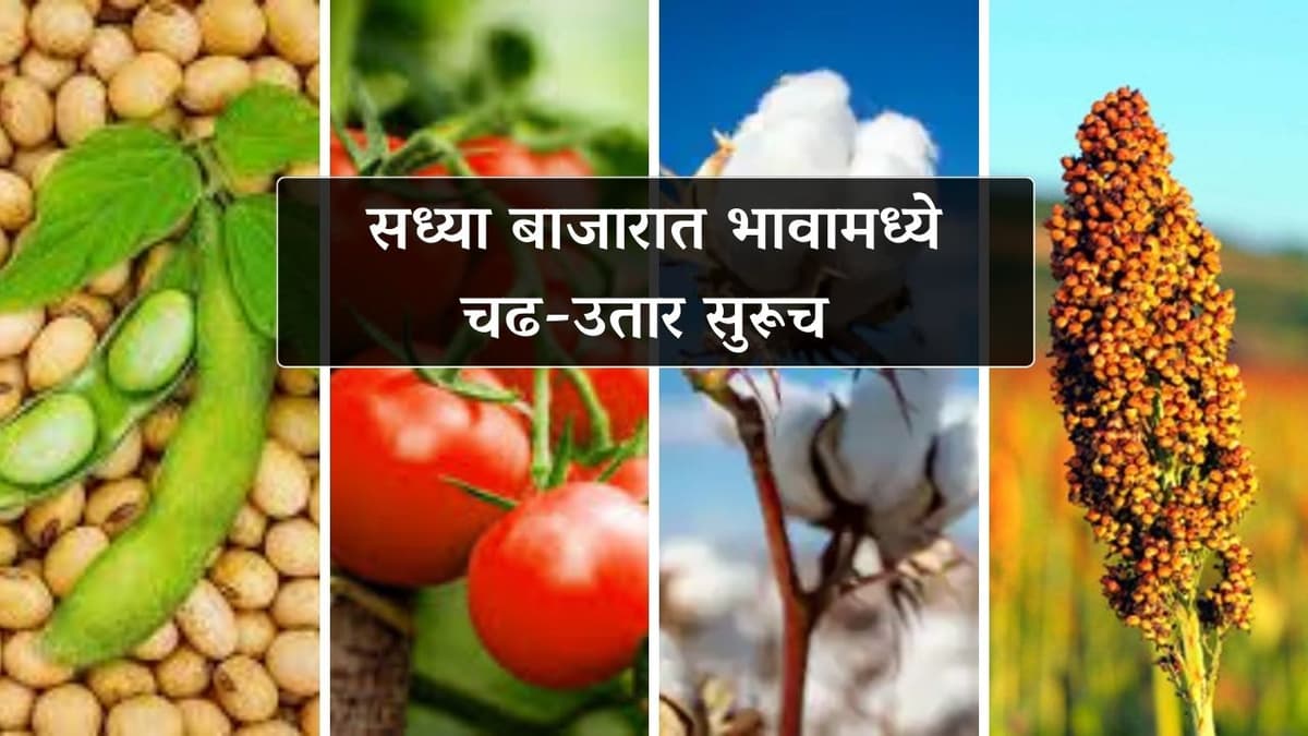 Bajarbhav : सध्या बाजारात भावामध्ये चढ-उतार सुरूच