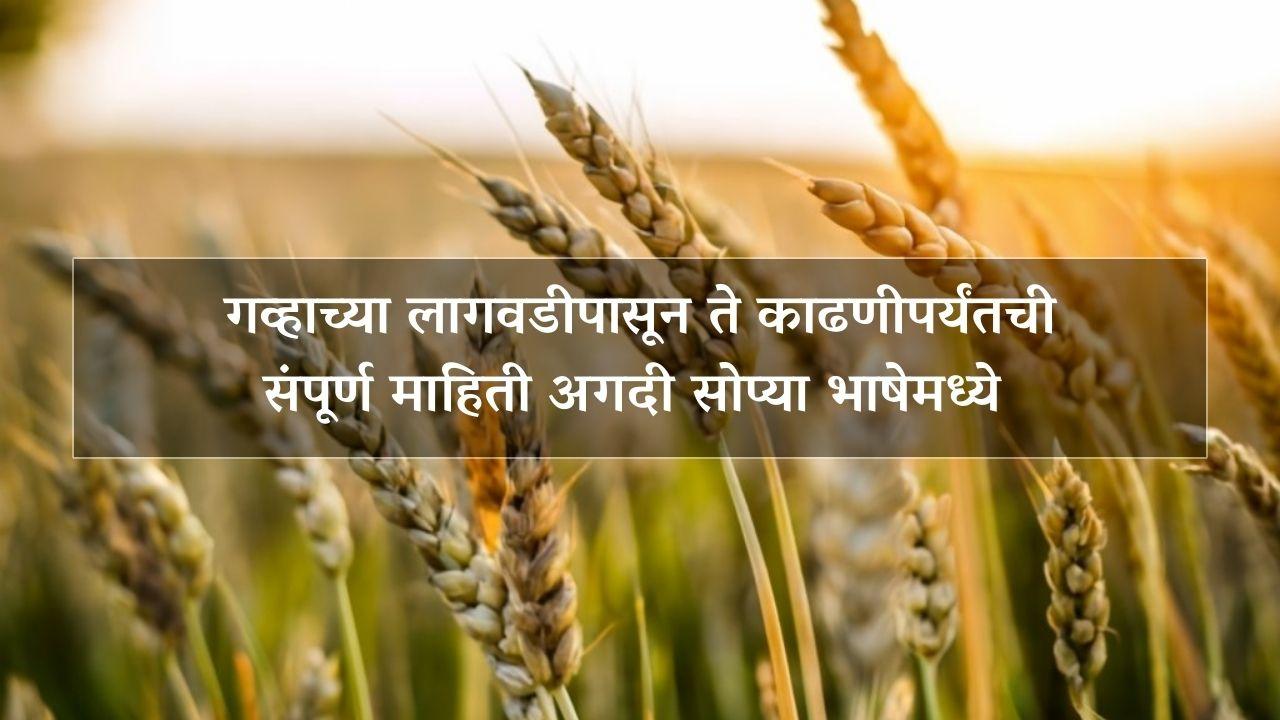 Wheat : गव्हाच्या लागवडीपासून ते काढणीपर्यंतची संपूर्ण माहिती अगदी सोप्या भाषेमध्ये 