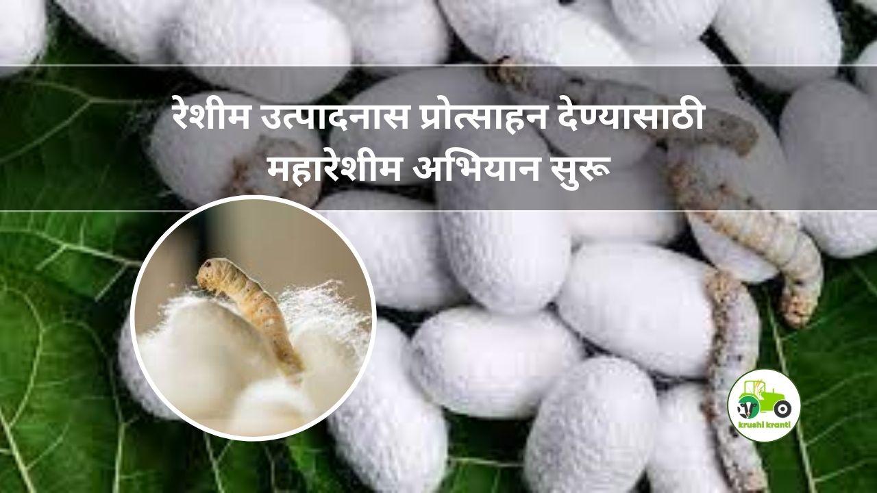 रेशीम उत्पादनास प्रोत्साहन देण्यासाठी महारेशीम अभियान सुरू