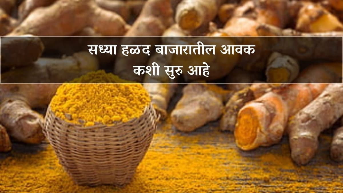 सध्या हळद बाजारातील आवक कशी सुरु आहे?