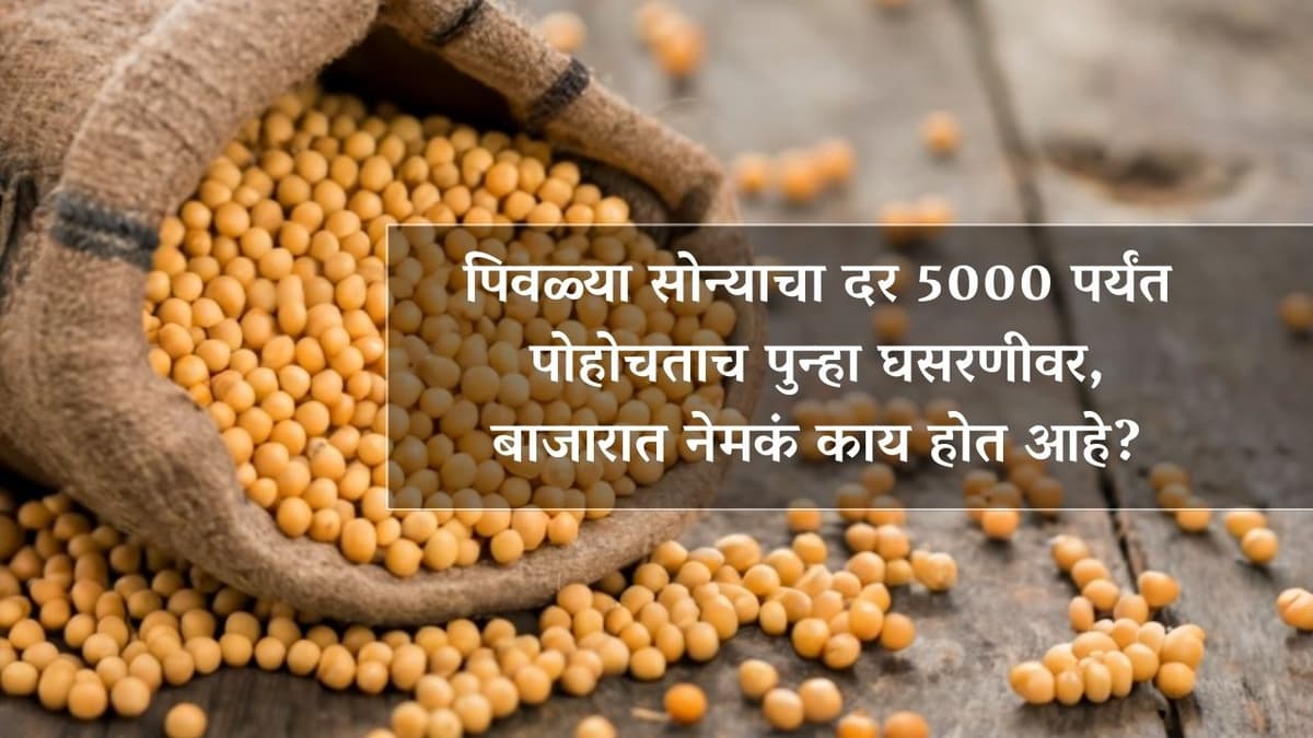 Soyabean Rate : पिवळ्या सोन्याचा दर 5000 पर्यंत पोहोचताच पुन्हा घसरणीवर, बाजारात नेमकं काय होत आहे?
