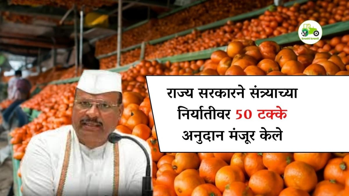 Orange Export : राज्य सरकारने संत्र्याच्या निर्यातीवर 50 टक्के अनुदान मंजूर केले