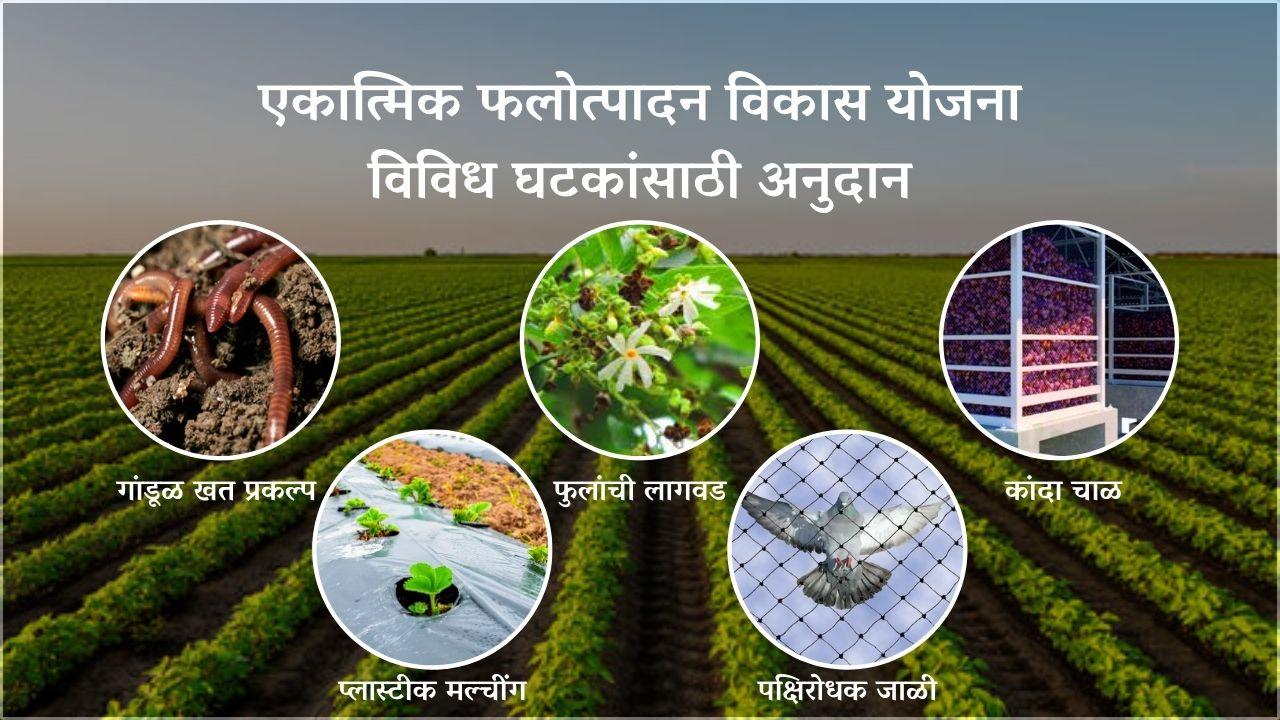 एकात्मिक फलोत्पादन विकास योजना