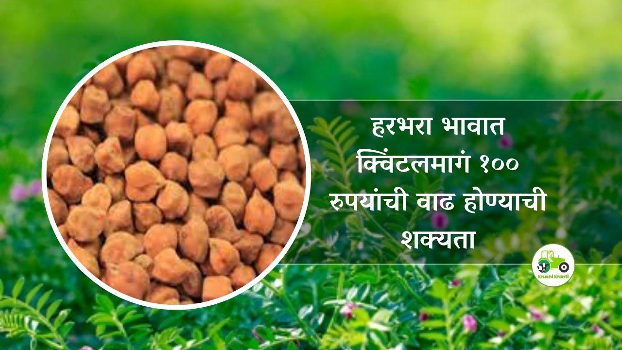 हरभरा भावात क्विंटलमागं १०० रुपयांची वाढ होण्याची शक्यता