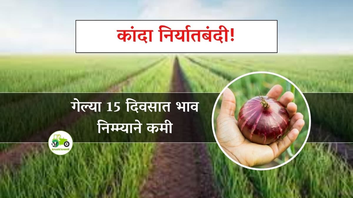 Onion Market : कांदा निर्यातबंदी! गेल्या 15 दिवसात दरात निम्म्याने घसरण