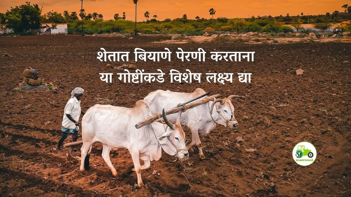 शेतात बियाणे पेरणी करताना या गोष्टींकडे विशेष लक्ष्य द्या