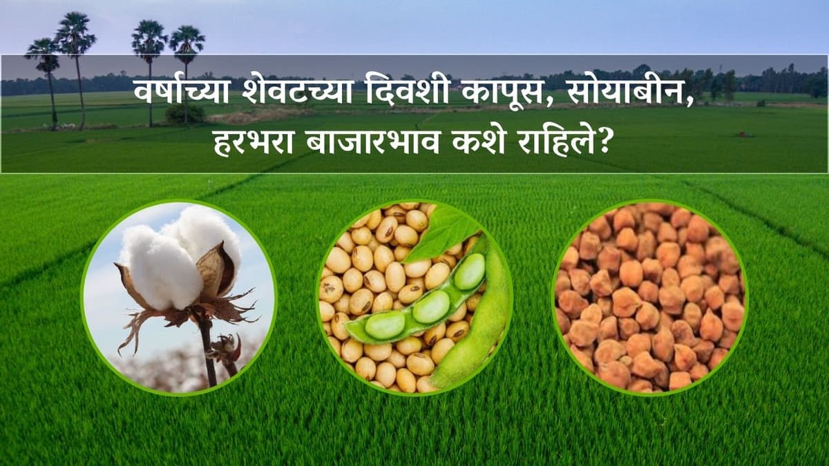 Bajarbhav : वर्षाच्या शेवटच्या दिवशी कापूस, सोयाबीन, हरभरा बाजारभाव कशे राहिले?
