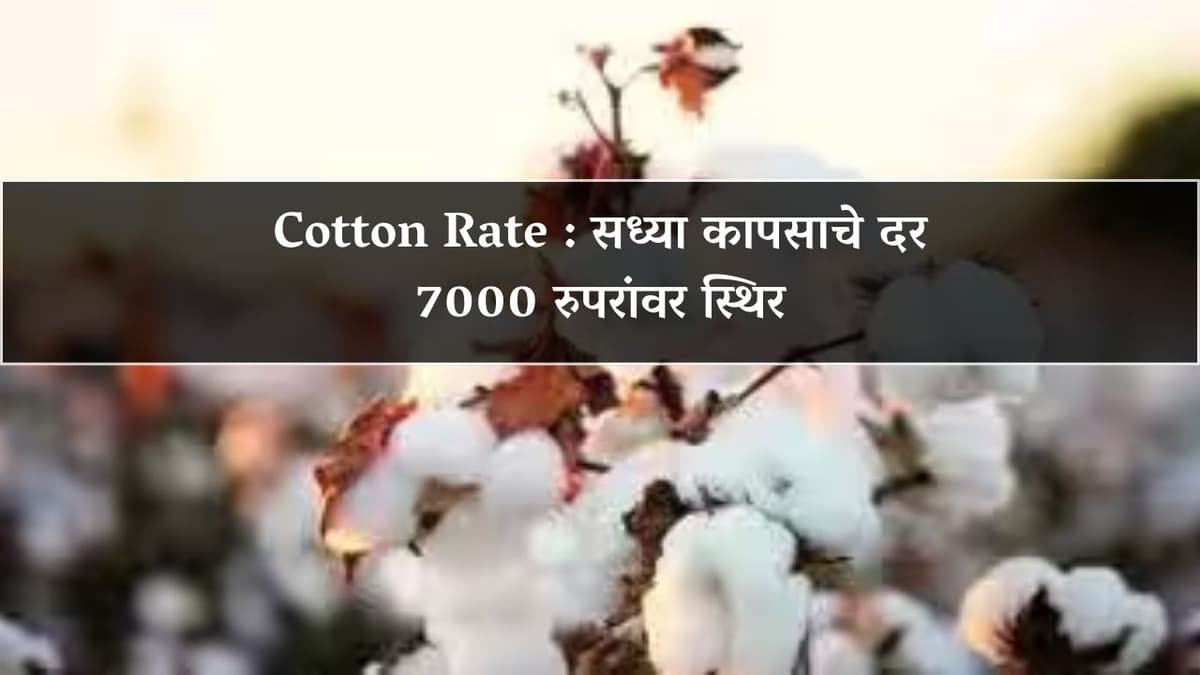 Cotton Rate : सध्या कापसाचे दर 7000 रुपरांवर स्थिर