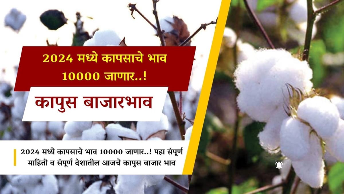 2024 मध्ये कापसाचे भाव 10000 जाणार..!
