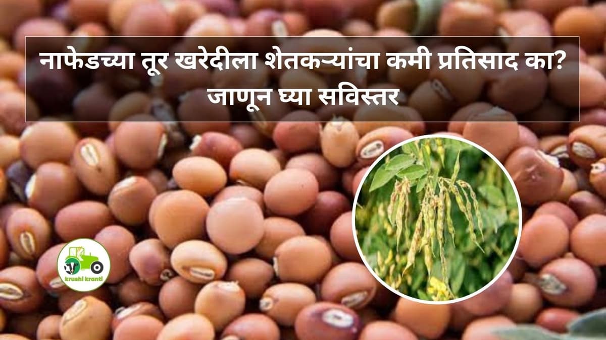 Tur Rate : नाफेडच्या तूर खरेदीला शेतकऱ्यांचा कमी प्रतिसाद का? जाणून घ्या सविस्तर