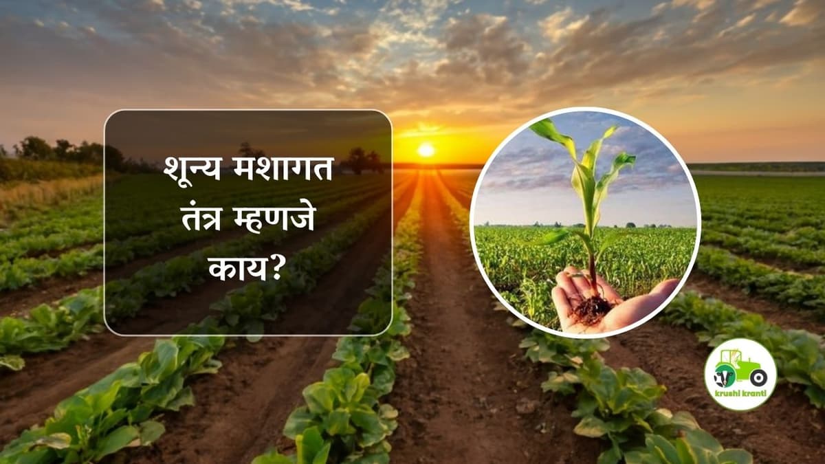 Cultivation : शून्य मशागत तंत्र म्हणजे काय? 