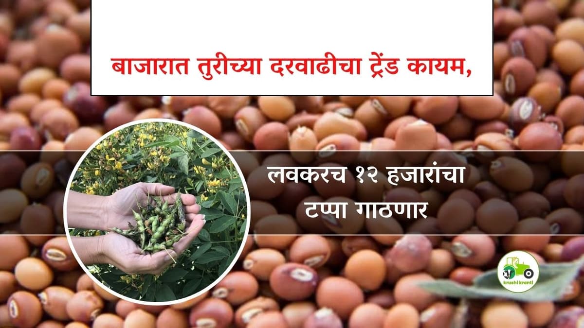 Tur market : बाजारात तुरीच्या दरवाढीचा ट्रेंड कायम, लवकरच १२ हजारांचा टप्पा गाठणार 