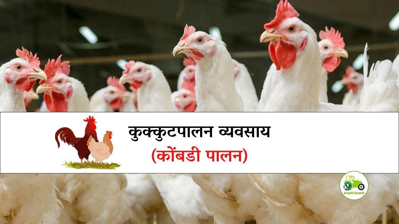 Poultry Farm : कुक्कुटपालन व्यवसाय (कोंबडी पालन)