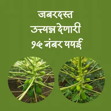 15 नंबर पपई चे रोपे व बियाणे खात्रीशीर मिळतील