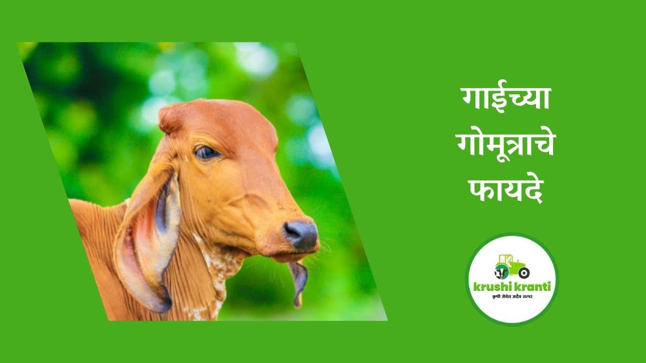 गाईच्या गोमूत्राचे फायदे