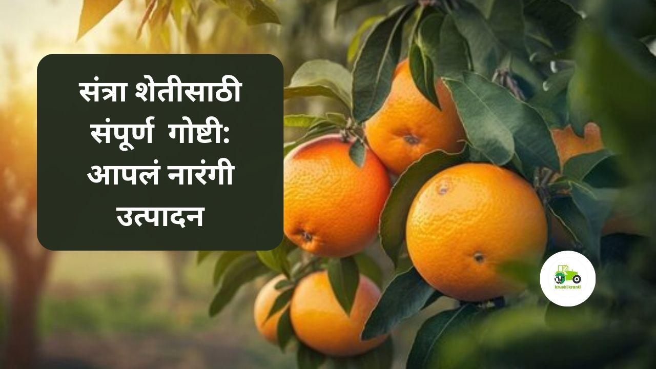 संत्रा शेतीसाठी संपूर्ण  गोष्टी: आपलं नारंगी उत्पादन