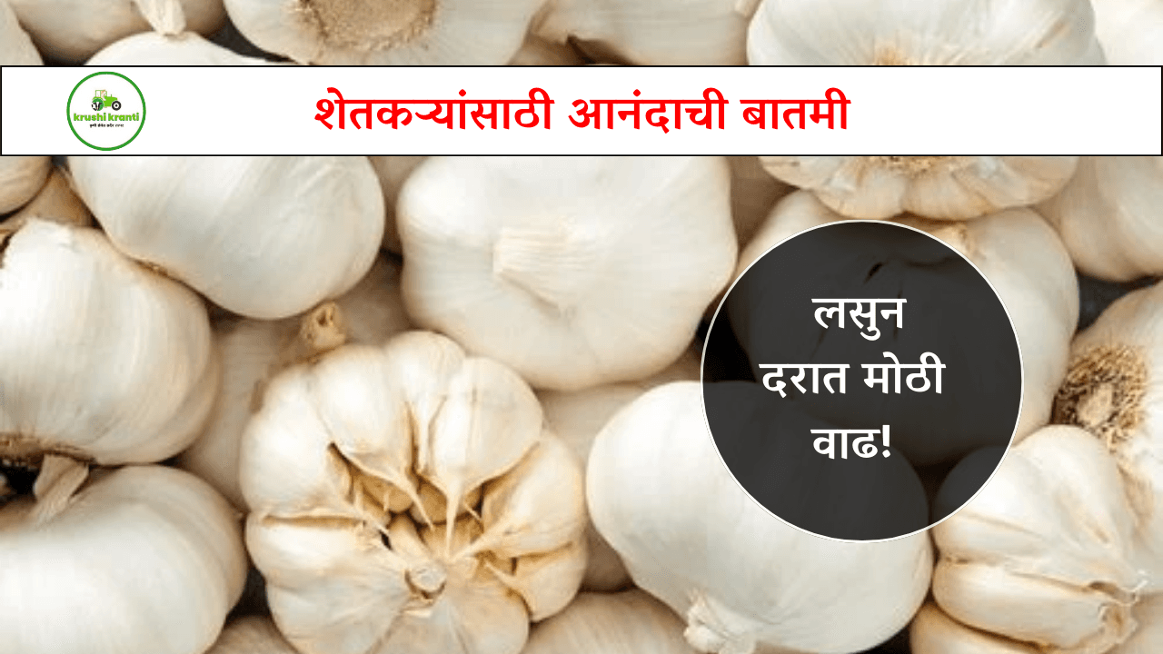 शेतकऱ्यांसाठी आनंदाची बातमी लसुन दरात मोठी वाढ