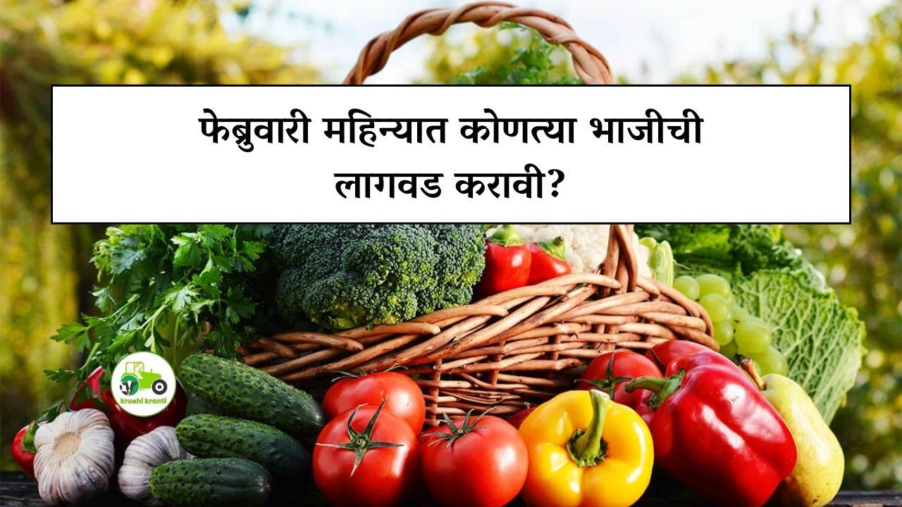 फेब्रुवारी महिन्यात कोणत्या भाजीची लागवड करावी?