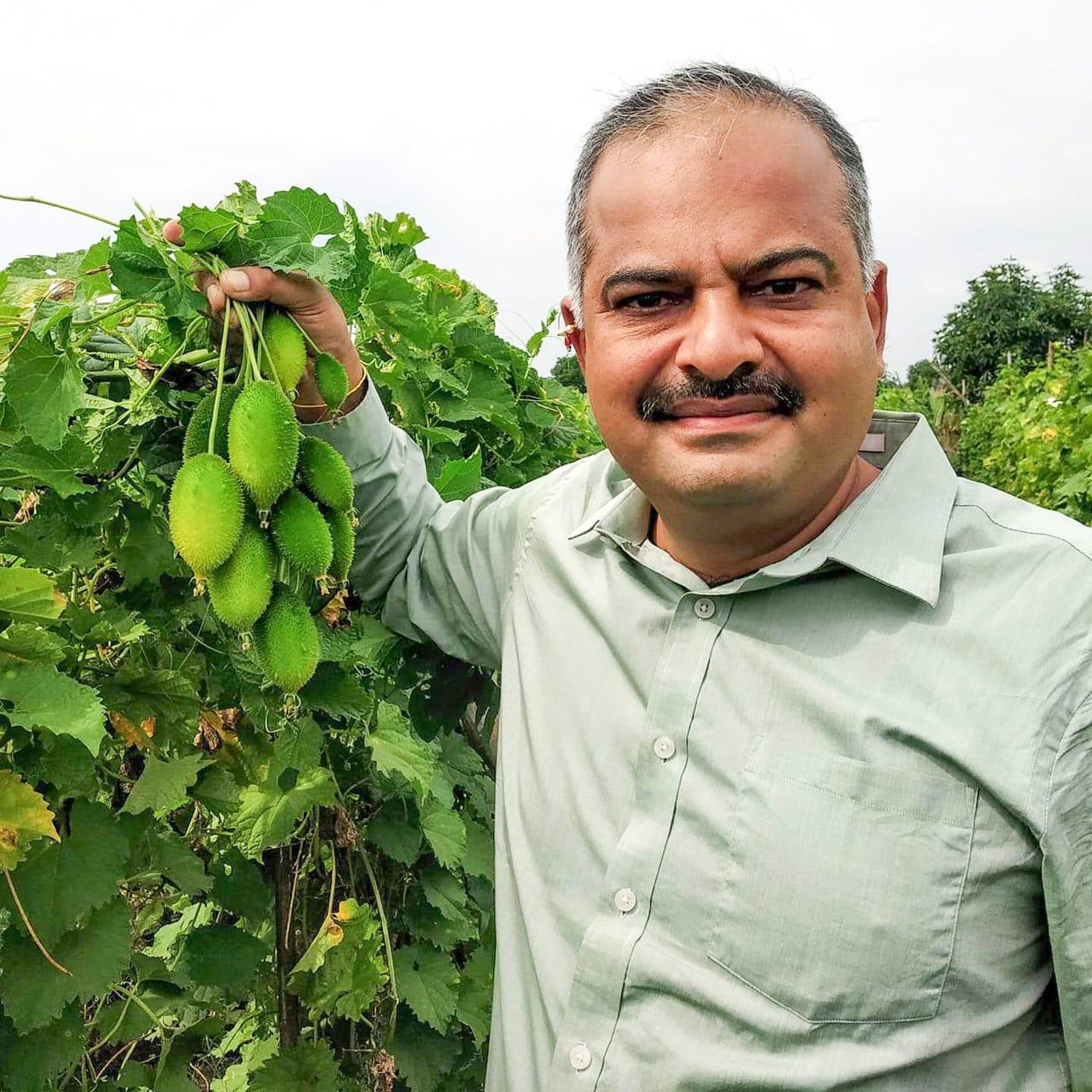करटोली रान भाजीची रोपे व कंद मिळतील