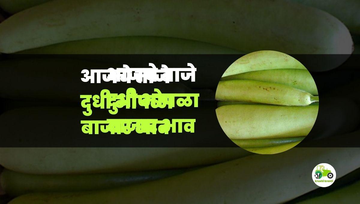 आजचे दुधी भोपळा बाजारभाव