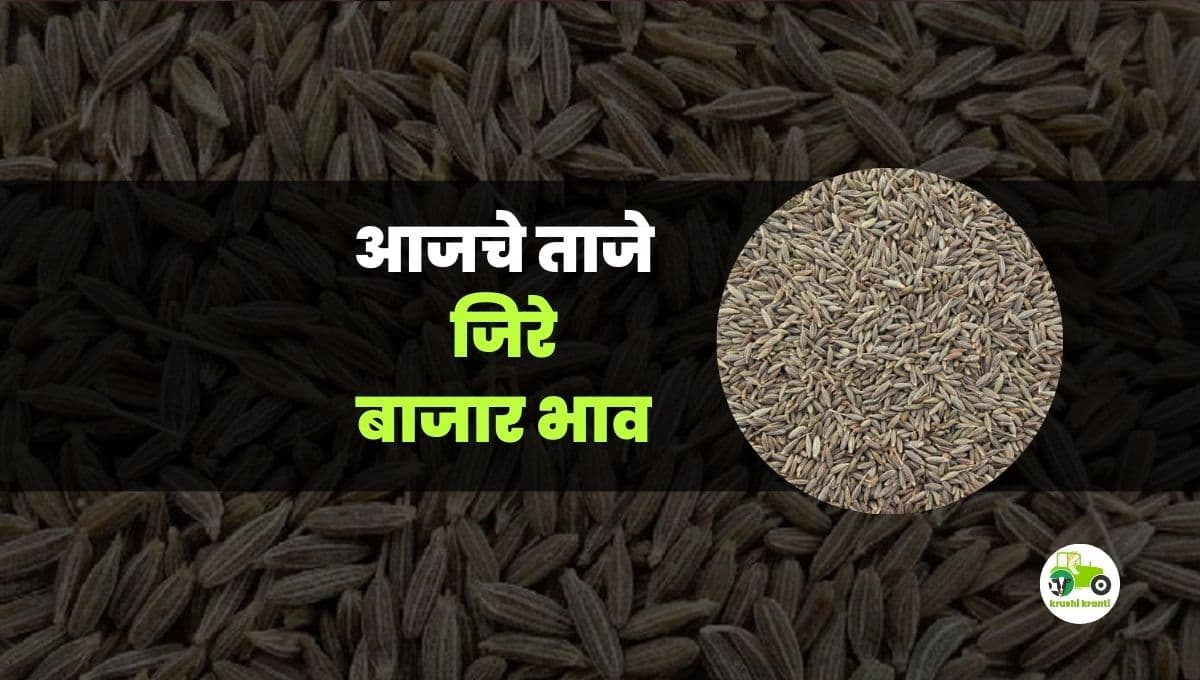 आजचे जिरे बाजारभाव