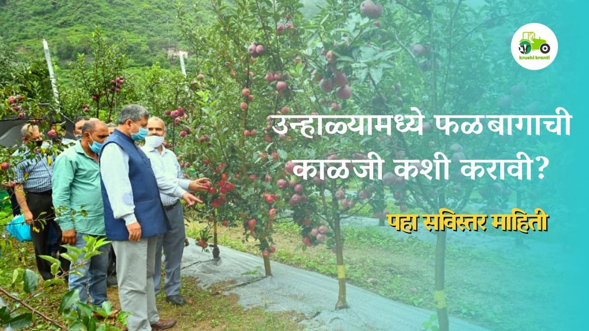 उन्हाळ्यामध्ये फळबागाची काळजी कशी करावी?