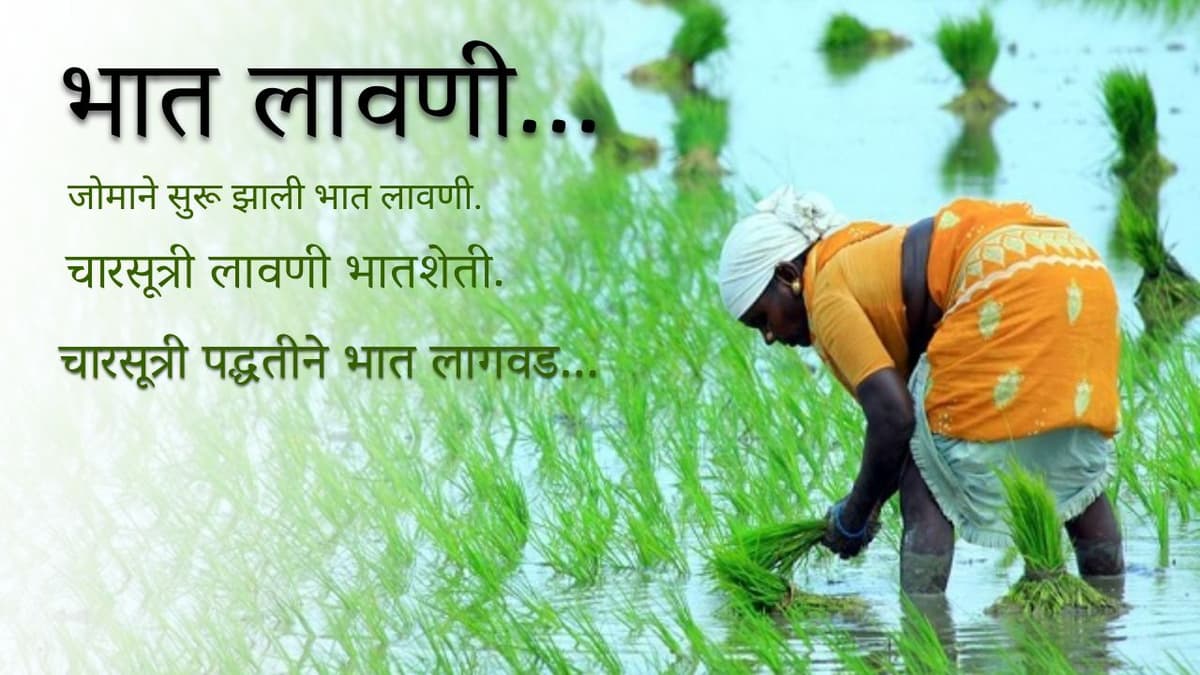  कृषि तंत्रज्ञान सावंत यांचे भातशेती लागवड चारसूत्र   