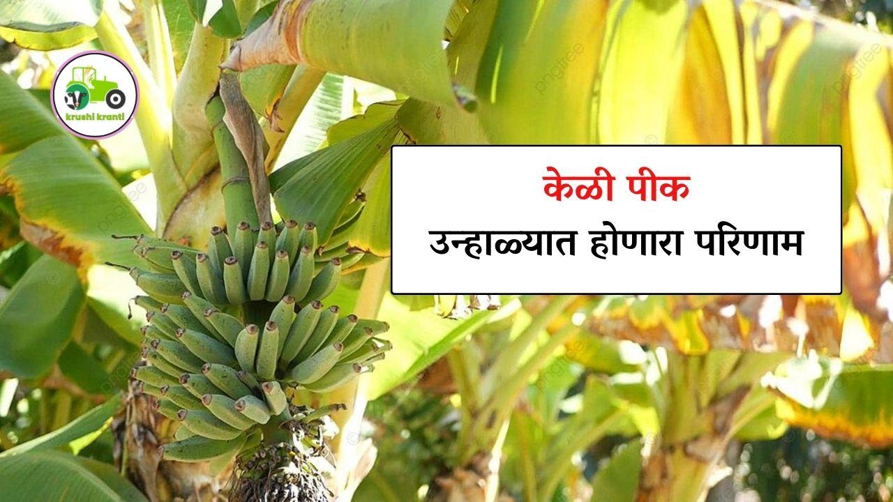 केळी पीक - उन्हाळ्यात होणारा परिणाम