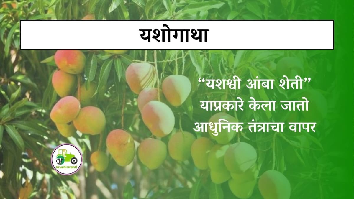 यशश्वी आंबा शेती, याप्रकारे केला जातो आधुनिक तंत्राचा वापर